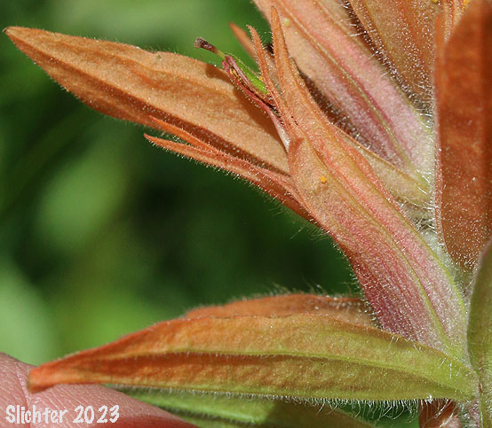 Giant Red Indian Paintbrush, Slender Indian Paintbrush, Slender Paintbrush: Castilleja gracillima (Synonyms: Castilleja confusa, Castilleja inconstans, Castilleja miniata ssp. miniata, Castilleja oblongifolia, Castilleja uliginosa)