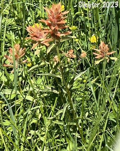 Giant Red Indian Paintbrush, Slender Indian Paintbrush, Slender Paintbrush: Castilleja gracillima (Synonyms: Castilleja confusa, Castilleja inconstans, Castilleja miniata ssp. miniata, Castilleja oblongifolia, Castilleja uliginosa)