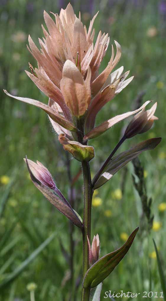 Giant Red Indian Paintbrush, Slender Indian Paintbrush, Slender Paintbrush: Castilleja gracillima (Synonyms: Castilleja confusa, Castilleja inconstans, Castilleja miniata ssp. miniata, Castilleja oblongifolia, Castilleja uliginosa)