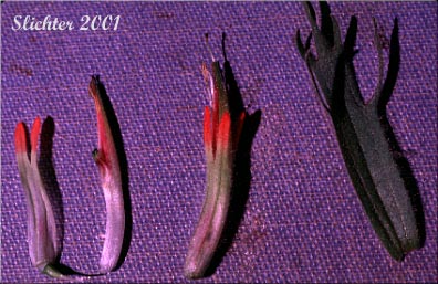 Floral parts of Acute Indian Paintbrush, Harsh Paintbrush: Castilleja hispida var. acuta (Synonyms: Castilleja hispida ssp. acuta, Castilleja taedifera)