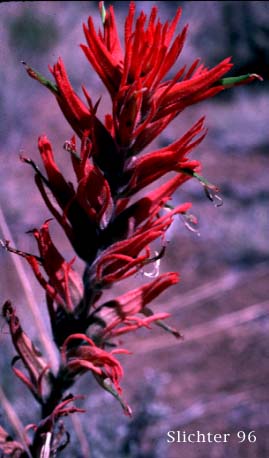 Inflorescence of Narrow-leaved Paintbrush, Wyoming Paintbrush, Wyoming Indian Paintbrush: Castilleja linariifolia (Synonym: Castilleja linariaefolia, Castilleja linariifolia var. omnipubescens, Castilleja linearis, Castilleja trainii)