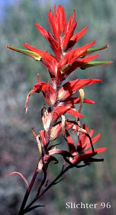 Inflorescence of Narrow-leaved Paintbrush, Wyoming Paintbrush, Wyoming Indian Paintbrush: Castilleja linariifolia (Synonym: Castilleja linariaefolia, Castilleja linariifolia var. omnipubescens, Castilleja linearis, Castilleja trainii)