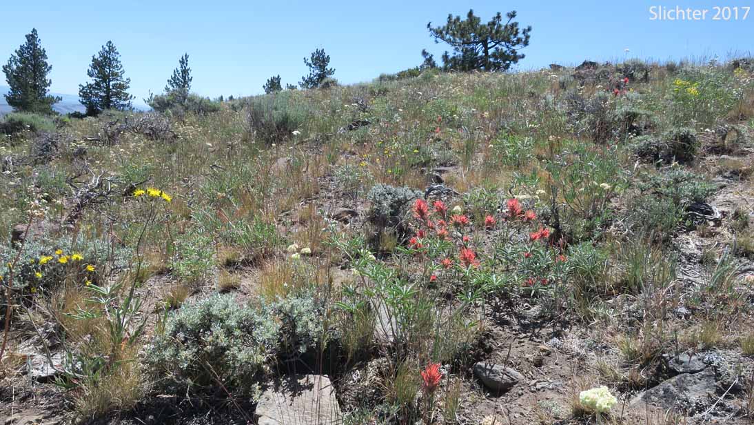 Habitat view of Narrow-leaved Paintbrush, Wyoming Paintbrush, Wyoming Indian Paintbrush: Castilleja linariifolia (Synonym: Castilleja linariaefolia, Castilleja linariifolia var. omnipubescens, Castilleja linearis, Castilleja trainii)