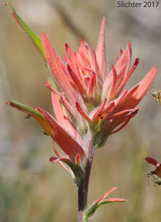 Inflorescence of Narrow-leaved Paintbrush, Wyoming Paintbrush, Wyoming Indian Paintbrush: Castilleja linariifolia (Synonym: Castilleja linariaefolia, Castilleja linariifolia var. omnipubescens, Castilleja linearis, Castilleja trainii)