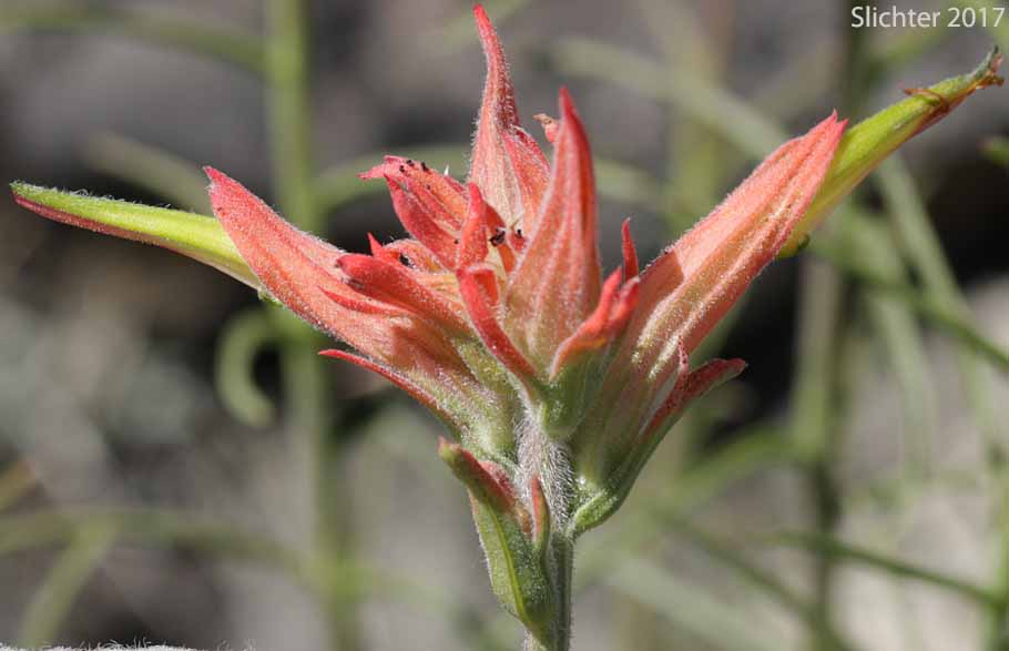 Inflorescence of Narrow-leaved Paintbrush, Wyoming Paintbrush, Wyoming Indian Paintbrush: Castilleja linariifolia (Synonym: Castilleja linariaefolia, Castilleja linariifolia var. omnipubescens, Castilleja linearis, Castilleja trainii)