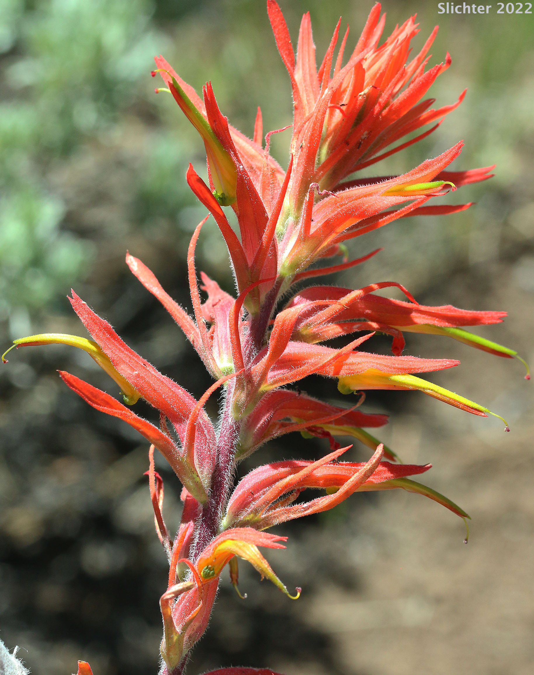Narrow-leaved Paintbrush, Wyoming Paintbrush, Wyoming Indian Paintbrush: Castilleja linariifolia (Synonym: Castilleja linariaefolia, Castilleja linariifolia var. omnipubescens, Castilleja linearis, Castilleja trainii)