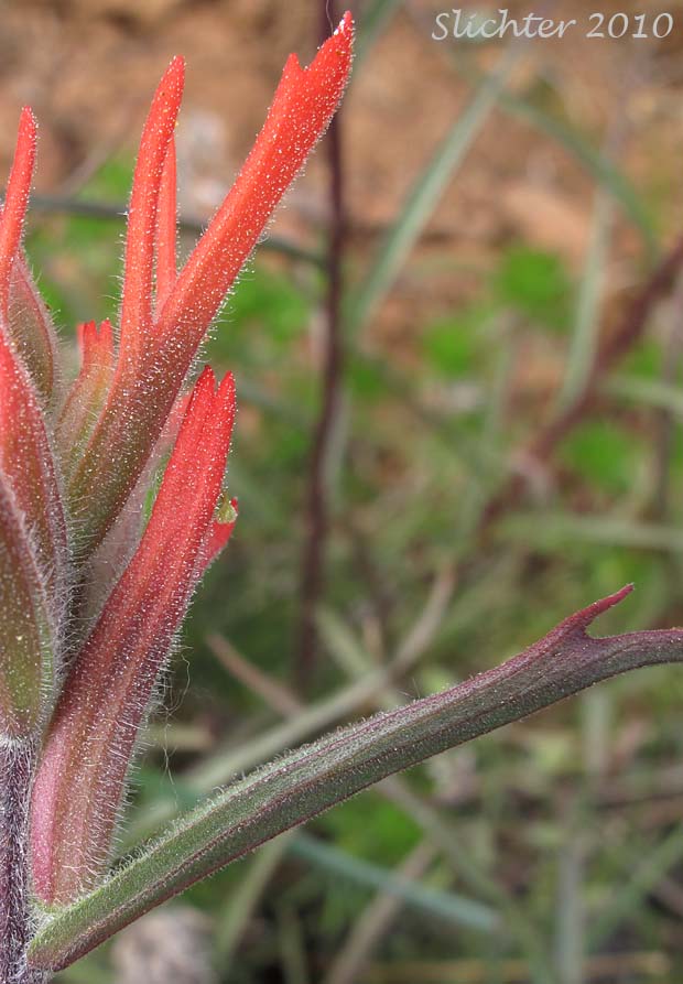 Floral bract and corolla and calyx of Narrow-leaved Paintbrush, Wyoming Paintbrush, Wyoming Indian Paintbrush: Castilleja linariifolia (Synonym: Castilleja linariaefolia, Castilleja linariifolia var. omnipubescens, Castilleja linearis, Castilleja trainii)