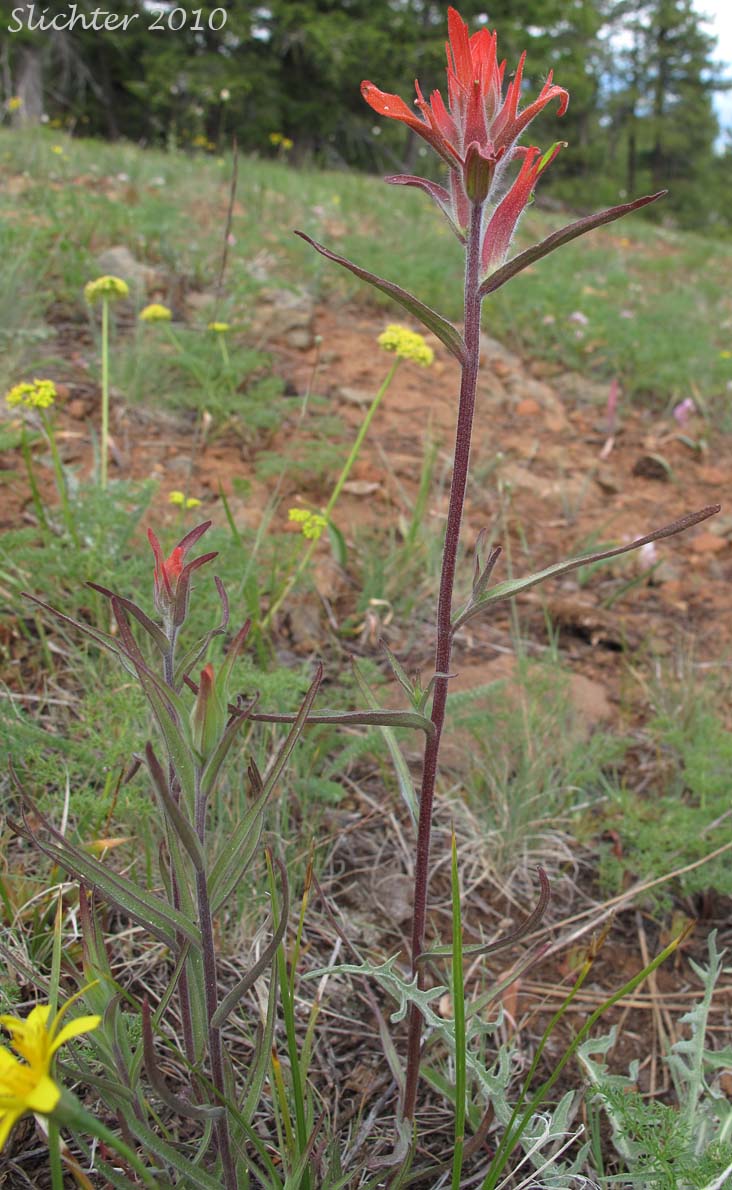 Narrow-leaved Paintbrush, Wyoming Paintbrush, Wyoming Indian Paintbrush: Castilleja linariifolia (Synonym: Castilleja linariaefolia, Castilleja linariifolia var. omnipubescens, Castilleja linearis, Castilleja trainii)