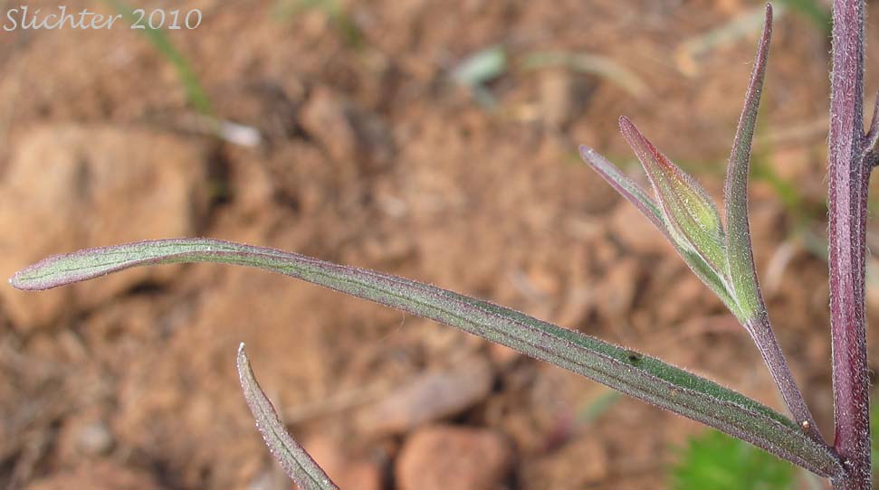 Close-up of the linear stem leaf of Narrow-leaved Paintbrush, Wyoming Paintbrush, Wyoming Indian Paintbrush: Castilleja linariifolia (Synonym: Castilleja linariaefolia, Castilleja linariifolia var. omnipubescens, Castilleja linearis, Castilleja trainii)