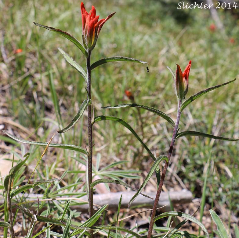 Narrow-leaved Paintbrush, Wyoming Paintbrush, Wyoming Indian Paintbrush: Castilleja linariifolia (Synonym: Castilleja linariaefolia, Castilleja linariifolia var. omnipubescens, Castilleja linearis, Castilleja trainii)