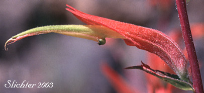 Corolla and calyx of Narrow-leaved Paintbrush, Wyoming Paintbrush, Wyoming Indian Paintbrush: Castilleja linariifolia (Synonym: Castilleja linariaefolia, Castilleja linariifolia var. omnipubescens, Castilleja linearis, Castilleja trainii)
