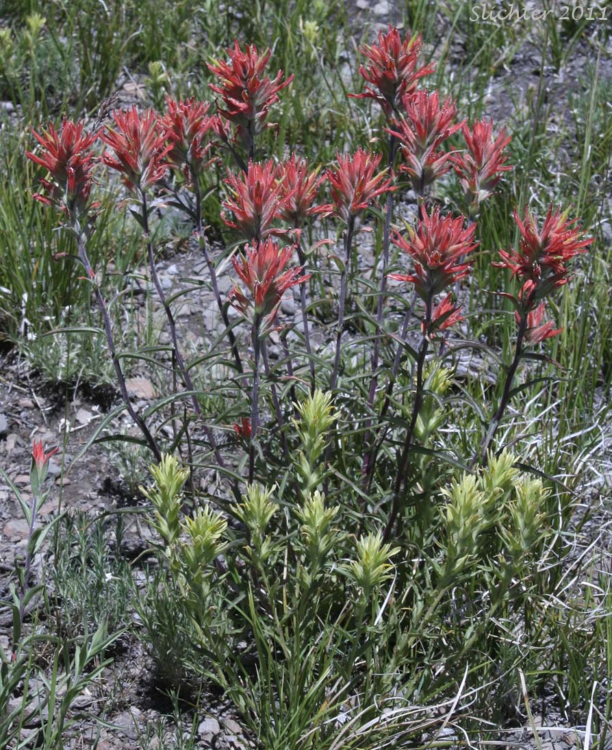 Narrow-leaved Paintbrush, Wyoming Paintbrush, Wyoming Indian Paintbrush: Castilleja linariifolia (Synonym: Castilleja linariaefolia, Castilleja linariifolia var. omnipubescens, Castilleja linearis, Castilleja trainii) and Gland Indian Paintbrush, Sticky Paintbrush: Castilleja glandulifera