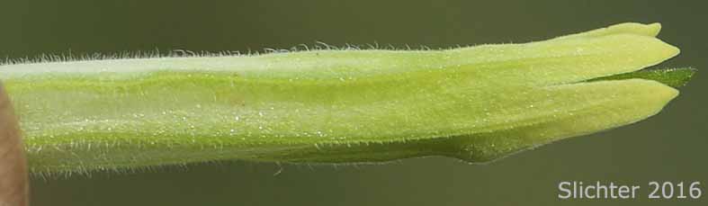 Calyx tube of Stiff Yellow Indian Paintbrush, Yellow Paintbrush: Castilleja lutescens