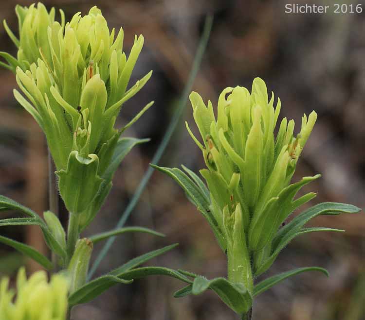 Inflorescence of Stiff Yellow Indian Paintbrush, Yellow Paintbrush: Castilleja lutescens