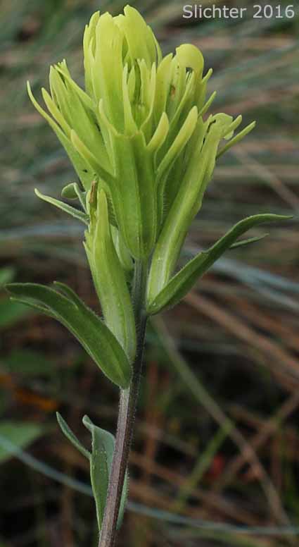 Inflorescence of Stiff Yellow Indian Paintbrush, Yellow Paintbrush: Castilleja lutescens