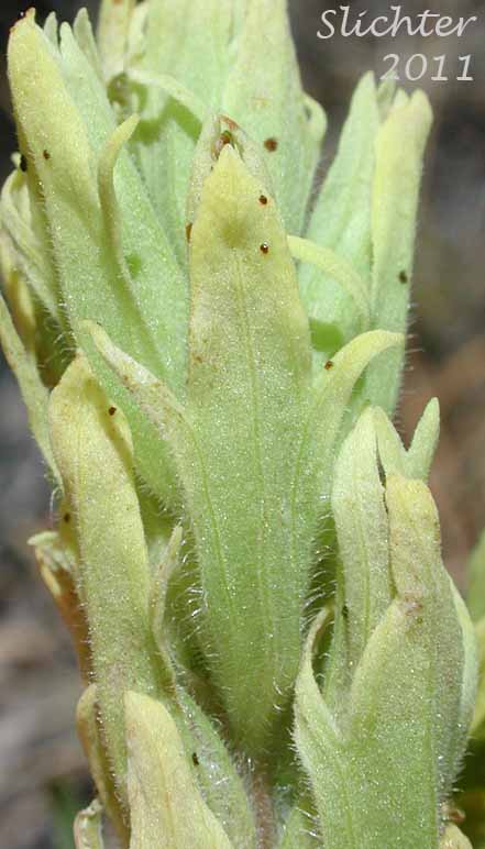 Floral bracts of Stiff Yellow Indian Paintbrush, Yellow Paintbrush: Castilleja lutescens