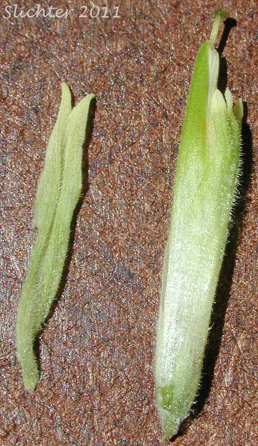 Corolla and calyx of Stiff Yellow Indian Paintbrush, Yellow Paintbrush: Castilleja lutescens