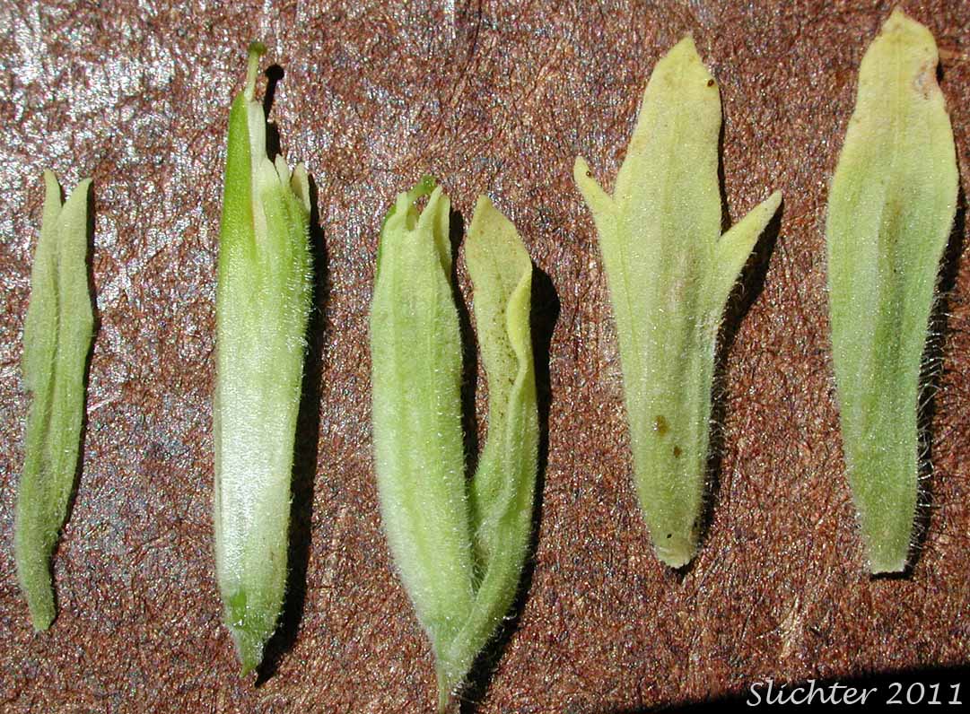 Floral parts of Stiff Yellow Indian Paintbrush, Yellow Paintbrush: Castilleja lutescens