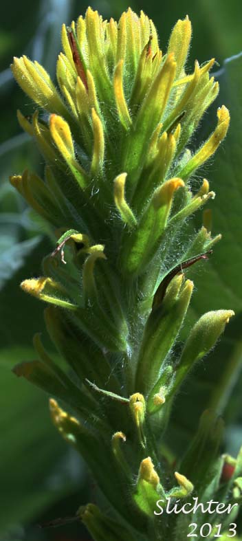 Stiff Yellow Indian Paintbrush, Yellow Paintbrush: Castilleja lutescens