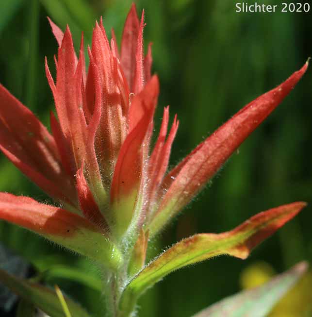 Common Paintbrush, Scarlet Paintbrush, Scarlet Indian Paintbrush: Castilleja miniata var. miniata (Synonyms: Castilleja crispula, Castilleja dixonii, Castilleja miniata var. dixonii, Castilleja miniata ssp. miniata, Castilleja pallida var. miniata)