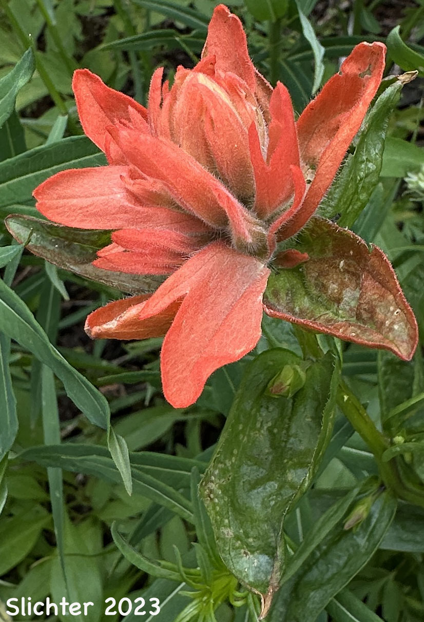 Common Paintbrush, Scarlet Paintbrush, Scarlet Indian Paintbrush: Castilleja miniata var. miniata (Synonyms: Castilleja crispula, Castilleja dixonii, Castilleja miniata var. dixonii, Castilleja miniata ssp. miniata, Castilleja pallida var. miniata)