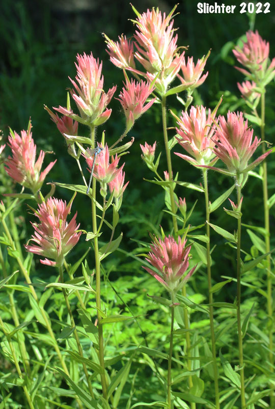 Common Paintbrush, Scarlet Paintbrush, Scarlet Indian Paintbrush: Castilleja miniata var. miniata (Synonyms: Castilleja crispula, Castilleja dixonii, Castilleja miniata var. dixonii, Castilleja miniata ssp. miniata, Castilleja pallida var. miniata)