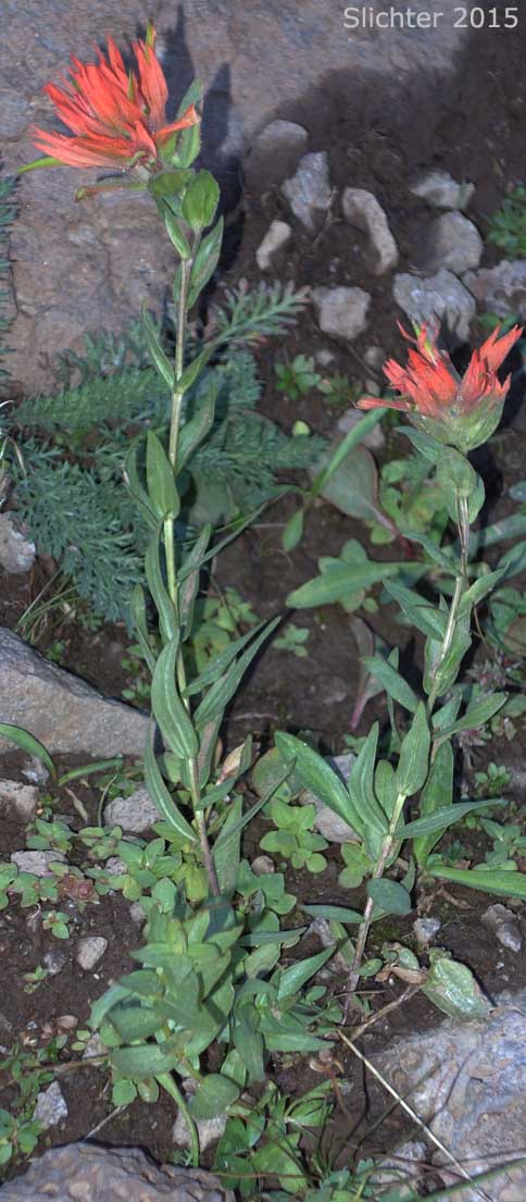 Common Paintbrush, Scarlet Paintbrush, Scarlet Indian Paintbrush: Castilleja miniata var. miniata (Synonyms: Castilleja crispula, Castilleja dixonii, Castilleja miniata var. dixonii, Castilleja miniata ssp. miniata, Castilleja pallida var. miniata)