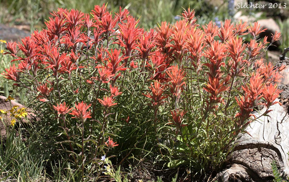 Common Paintbrush, Scarlet Paintbrush, Scarlet Indian Paintbrush: Castilleja miniata var. miniata (Synonyms: Castilleja crispula, Castilleja dixonii, Castilleja miniata var. dixonii, Castilleja miniata ssp. miniata, Castilleja pallida var. miniata)
