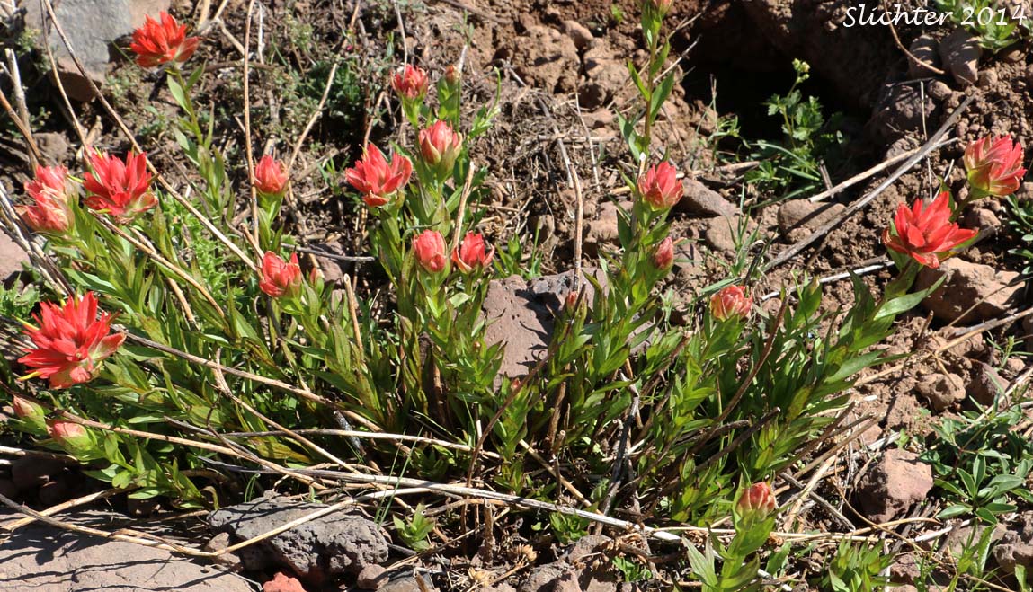 Common Paintbrush, Scarlet Paintbrush, Scarlet Indian Paintbrush: Castilleja miniata var. miniata (Synonyms: Castilleja crispula, Castilleja dixonii, Castilleja miniata var. dixonii, Castilleja miniata ssp. miniata, Castilleja pallida var. miniata)