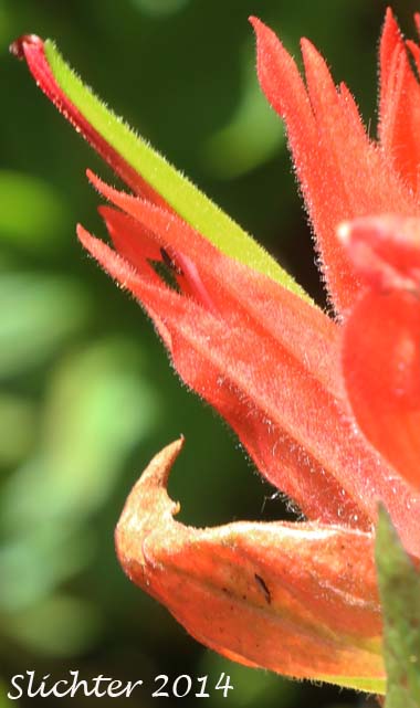 Corolla and calyx lobes of Common Paintbrush, Scarlet Paintbrush, Scarlet Indian Paintbrush: Castilleja miniata var. miniata (Synonyms: Castilleja crispula, Castilleja dixonii, Castilleja miniata var. dixonii, Castilleja miniata ssp. miniata, Castilleja pallida var. miniata)