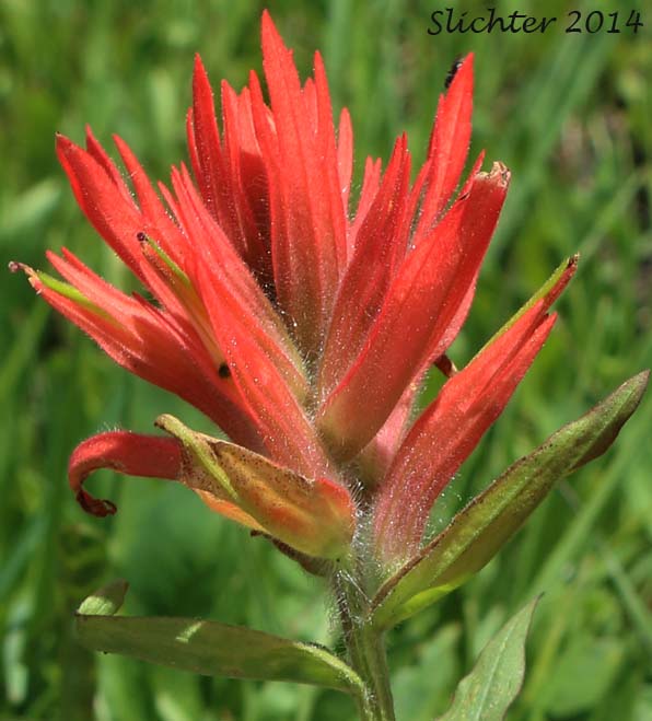 Common Paintbrush, Scarlet Paintbrush, Scarlet Indian Paintbrush: Castilleja miniata var. miniata (Synonyms: Castilleja crispula, Castilleja dixonii, Castilleja miniata var. dixonii, Castilleja miniata ssp. miniata, Castilleja pallida var. miniata)