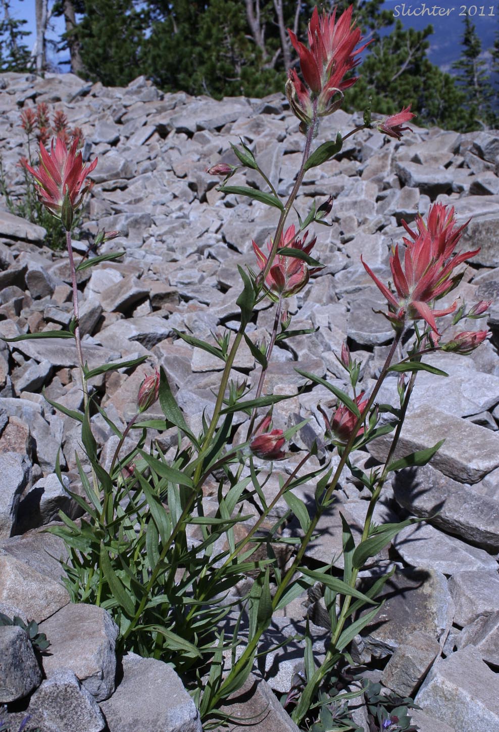 Common Paintbrush, Scarlet Paintbrush, Scarlet Indian Paintbrush: Castilleja miniata var. miniata (Synonyms: Castilleja crispula, Castilleja dixonii, Castilleja miniata var. dixonii, Castilleja miniata ssp. miniata, Castilleja pallida var. miniata)