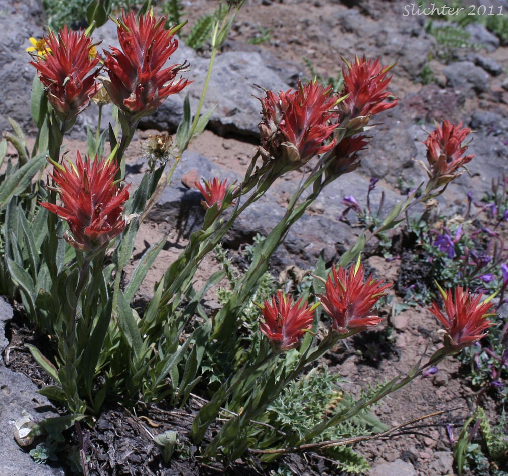 Common Paintbrush, Scarlet Paintbrush, Scarlet Indian Paintbrush: Castilleja miniata var. miniata (Synonyms: Castilleja crispula, Castilleja dixonii, Castilleja miniata var. dixonii, Castilleja miniata ssp. miniata, Castilleja pallida var. miniata)