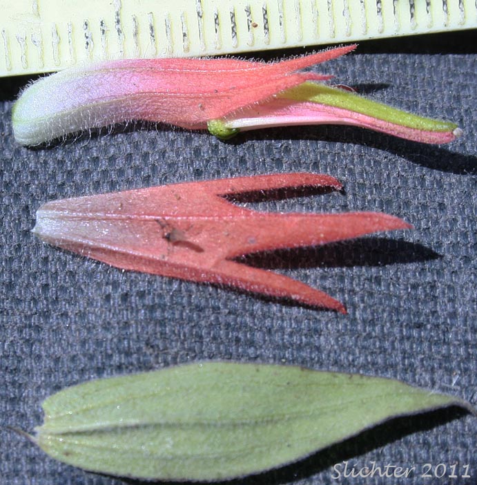 Floral parts of Common Paintbrush, Scarlet Paintbrush, Scarlet Indian Paintbrush: Castilleja miniata var. miniata (Synonyms: Castilleja crispula, Castilleja dixonii, Castilleja miniata var. dixonii, Castilleja miniata ssp. miniata, Castilleja pallida var. miniata)