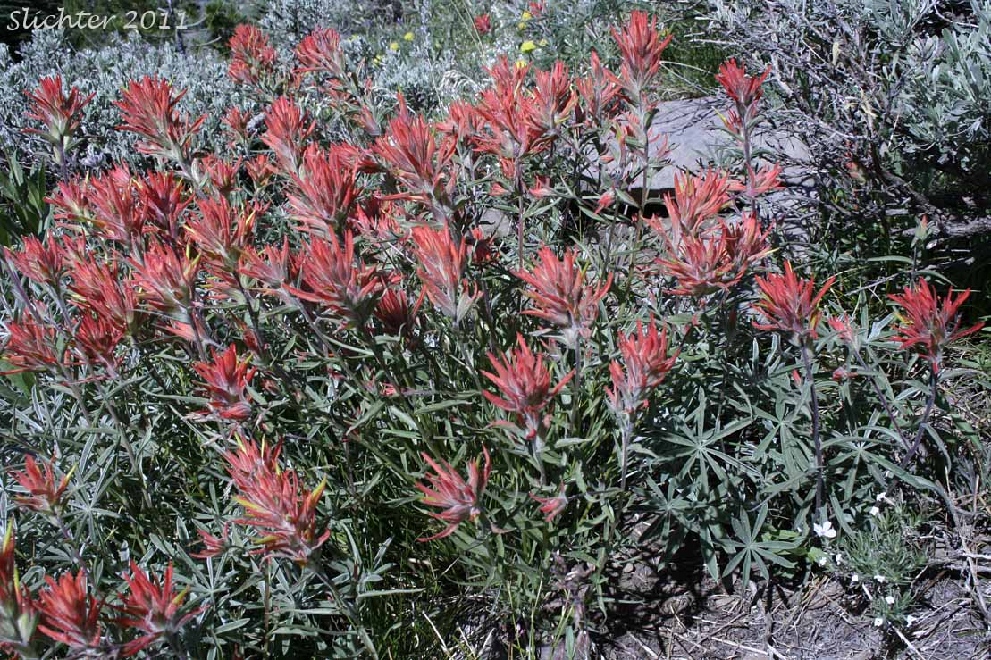 Peck's Indian Paintbrush, Peck's Paintbrush: Castilleja peckiana
