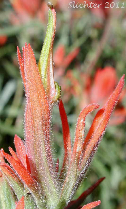 Close-up of the corolla tube, calyx and bracts of Peck's Indian Paintbrush, Peck's Paintbrush: Castilleja peckiana