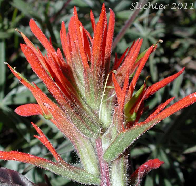 Close-up of the inflorescence of Peck's Indian Paintbrush, Peck's Paintbrush: Castilleja peckiana