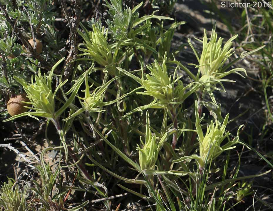 Pale Paintbrush, Pale Wallowa Indian Paintbrush, Pale Wallowa Paintbrush: Castilleja oresbia