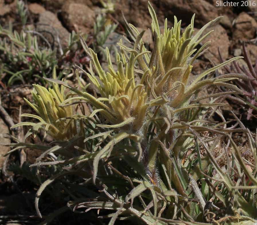 Pale Paintbrush, Pale Wallowa Indian Paintbrush, Pale Wallowa Paintbrush: Castilleja oresbia
