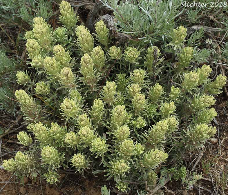 Pale Paintbrush, Pale Wallowa Indian Paintbrush, Pale Wallowa Paintbrush: Castilleja oresbia