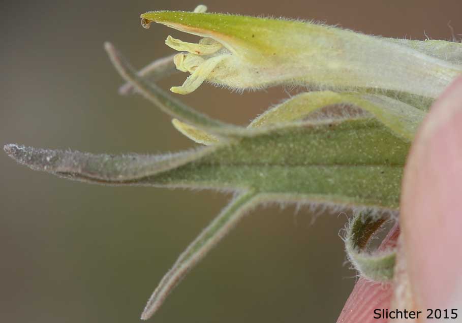 Corolla tube of Pale Paintbrush, Pale Wallowa Indian Paintbrush, Pale Wallowa Paintbrush: Castilleja oresbia