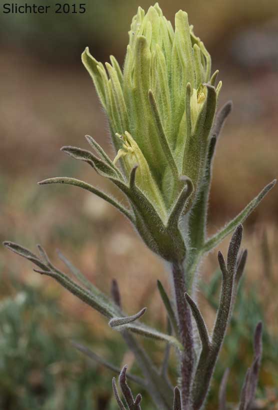 Inflorescence of Pale Paintbrush, Pale Wallowa Indian Paintbrush, Pale Wallowa Paintbrush: Castilleja oresbia
