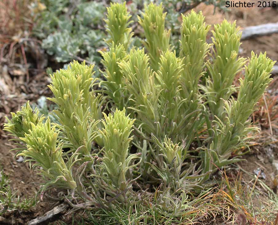 Pale Paintbrush, Pale Wallowa Indian Paintbrush, Pale Wallowa Paintbrush: Castilleja oresbia