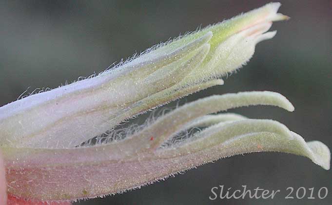 Floral parts of Pale Paintbrush, Pale Wallowa Indian Paintbrush, Pale Wallowa Paintbrush: Castilleja oresbia