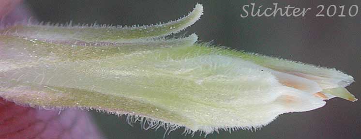 Underside of the calyx and corolla of Pale Paintbrush, Pale Wallowa Indian Paintbrush, Pale Wallowa Paintbrush: Castilleja oresbia