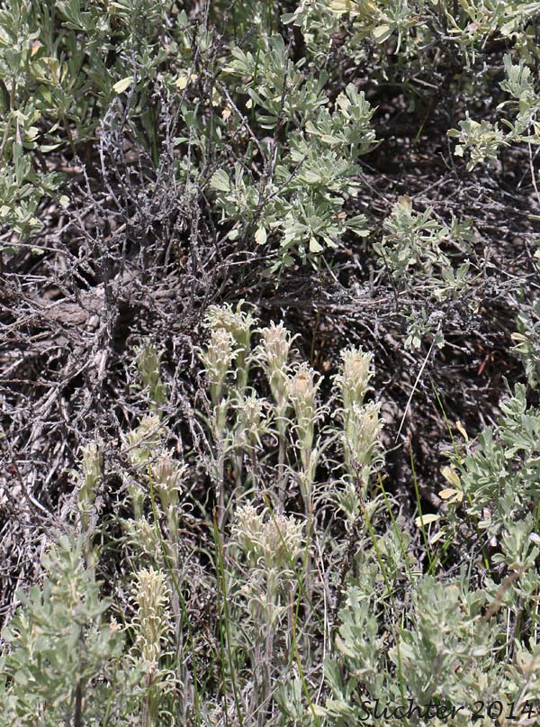 Pale Paintbrush, Pale Wallowa Indian Paintbrush, Pale Wallowa Paintbrush: Castilleja oresbia with Big Mountain Sagebrush: Artemisia tridentata ssp. vaseyana.