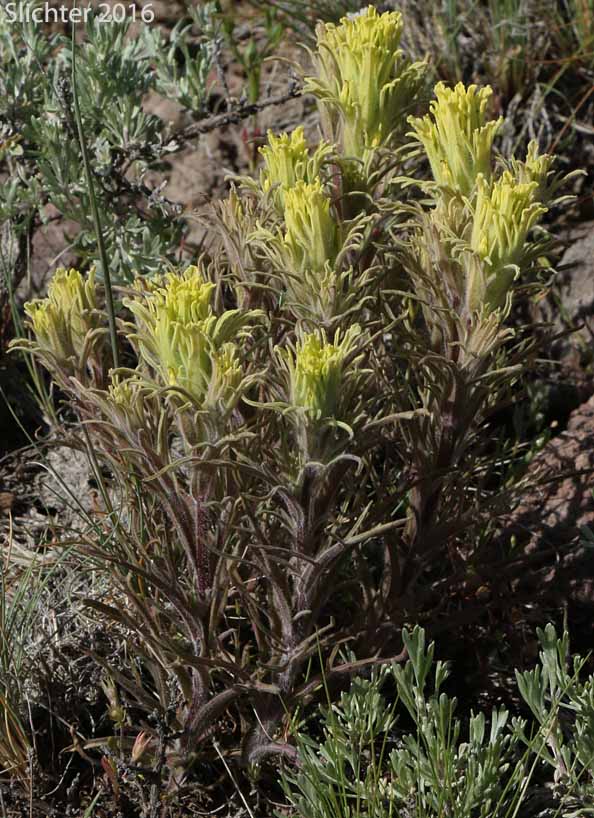 Hairy Paintbrush, Parrothead Indian Paintbrush: Castilleja pilosa var. pilosa (Synonyms: Castilleja longispica, Castilleja pilosa ssp. jusselii, Castileja psittacina, Castilleja rubida var. monoensis, Orthocarpus pilosus)