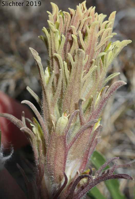 Hairy Paintbrush, Parrothead Indian Paintbrush: Castilleja pilosa var. pilosa (Synonyms: Castilleja longispica, Castilleja pilosa ssp. jusselii, Castileja psittacina, Castilleja rubida var. monoensis, Orthocarpus pilosus)