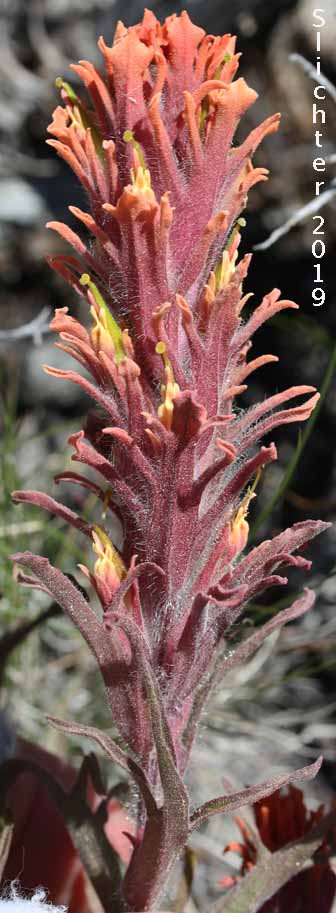 Hairy Paintbrush, Parrothead Indian Paintbrush: Castilleja pilosa var. pilosa (Synonyms: Castilleja longispica, Castilleja pilosa ssp. jusselii, Castileja psittacina, Castilleja rubida var. monoensis, Orthocarpus pilosus)