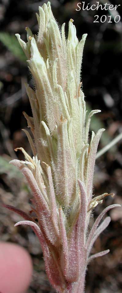 Hairy Paintbrush, Parrothead Indian Paintbrush: Castilleja pilosa var. pilosa (Synonyms: Castilleja longispica, Castilleja pilosa ssp. jusselii, Castileja psittacina, Castilleja rubida var. monoensis, Orthocarpus pilosus)
